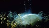 Methane venting from a seafloor mound. A greenhouse gas, it is some 25 times more potent than carbon dioxide. / Credit:US Geological Survey