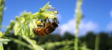 A honey bee on sweet corn. (photo: Relaxed Politics)