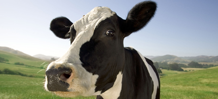Much of the US milk supply is contaminated by growth hormones. (photo: California Dairy Association)