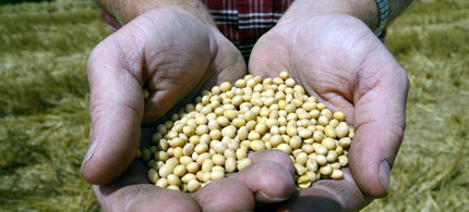 A farmer is seen holding Monsanto's Roundup Ready soybean seeds at his family farm. (photo: Dan Gill/AP)