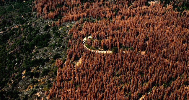 california-trees-dead-1020x610-1