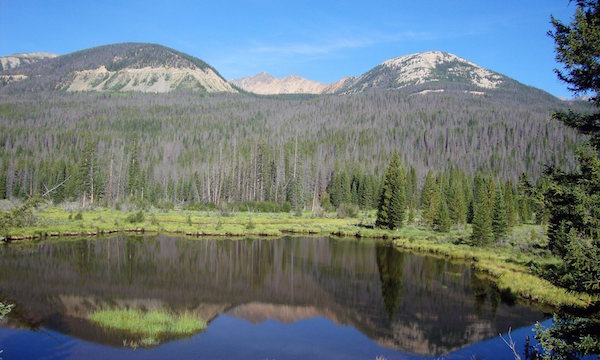 Thousands of trees killed by mountain pine beetles in western Rocky Mountain national park.