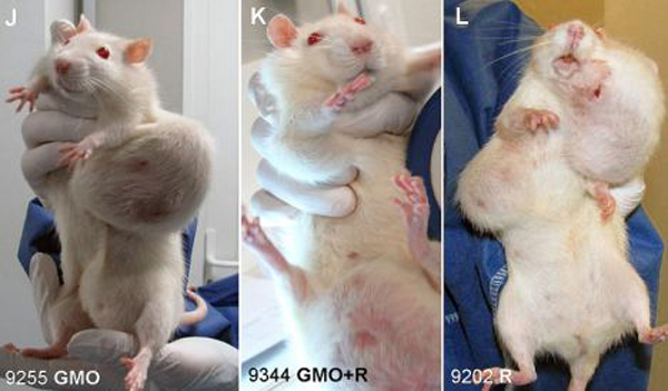 http://www.naturalnews.com/images/Rat-Tumor-Monsanto-GMO-Cancer-Study-3-Wide.jpg