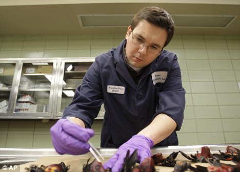 Assistant State Veterinarian Dr. Brandon Doss examines dead red-winged blackbirds from last year's mass deaths