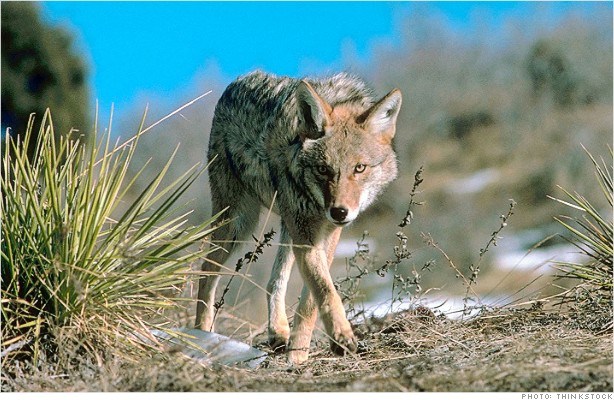 Coyote