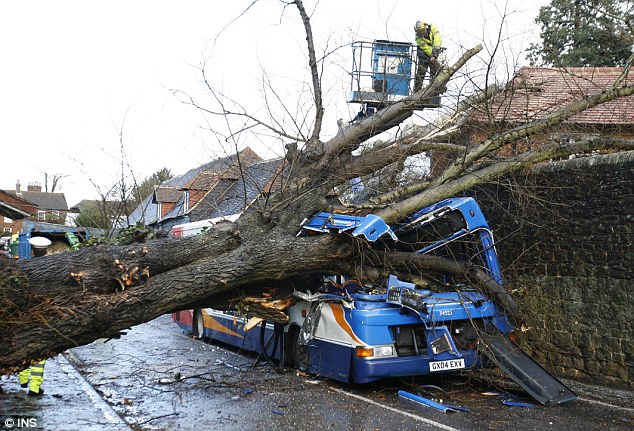 Crushed: The driver of a single decker bus in Witley, Surrey, was badly injured when an oak tree came crashing down on the vehicle
