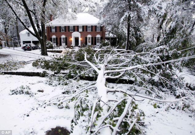 Danger: A downed tree limb lies across power lines in Belmont, Massachusetts