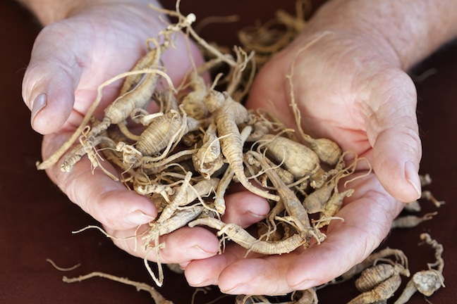 Dried ginseng roots.  (Source: Fotalia / Stephanie Fray)