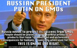 gmo russia putin 263x164 Vladimir Putin Says Russia Must Protect its Citizens from GMOs, Stand Against WTO