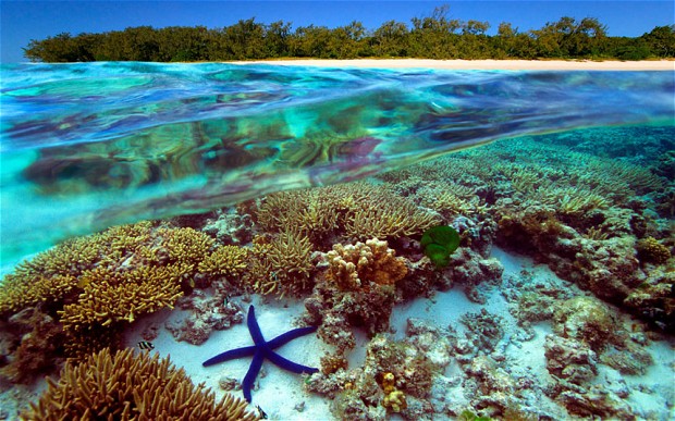 Underwater view of Great Barrier Reef Australia