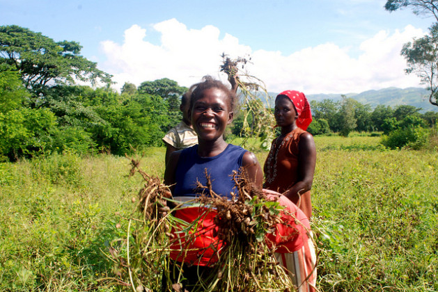 Zanmi Agrikol farm/Friends of Agriculture, in Haiti's Bas-Plateau Central. Credit: Wadner Pierre/IPS