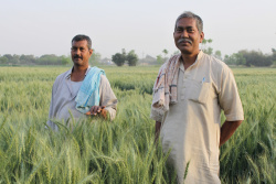 Brothers Mohen Singh and Raj Narayin Singh in their wheat field in Bihar. 