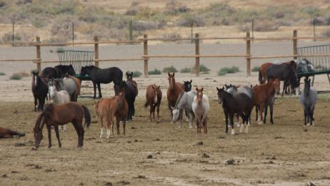 "Why", the question asked at Palomino Valley ~ photo by Terry Fitch