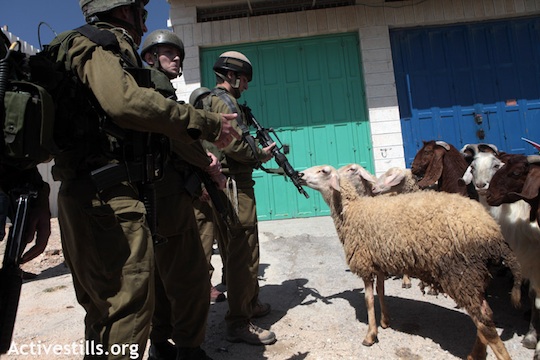 Israeli soldiers threatening Palestinian-owned sheep