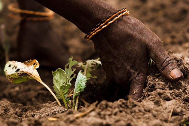 Healthy soils are critical for global food production and provide a range of environmental services. Photo: FAO/Olivier Asselin