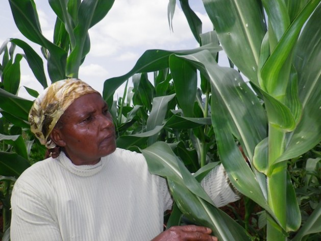 Beatrice Mueni Mutisya inspects her maize crops grown in semi-arid Eastern Kenya. Studies have shown that men and women farming together can lift millions of people out of hunger. Credit: Isaiah Esipisu/IPS